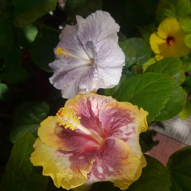  - Taiwan Magic Stoat