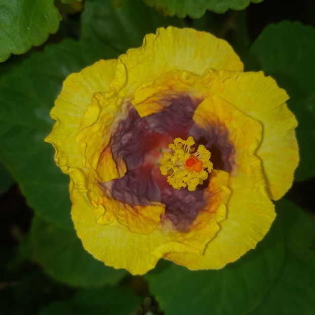  - Taiwan Magic Stoat