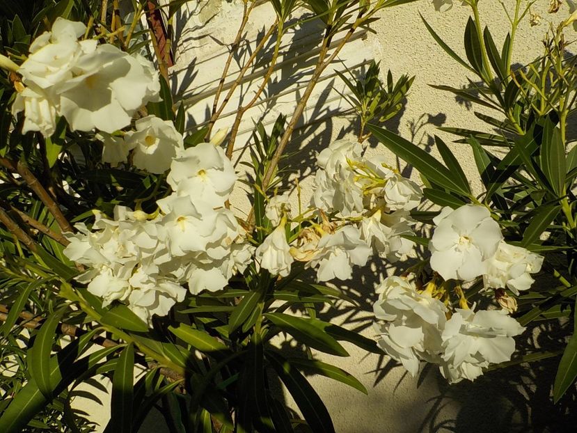  - mont blanc leandru nr 22