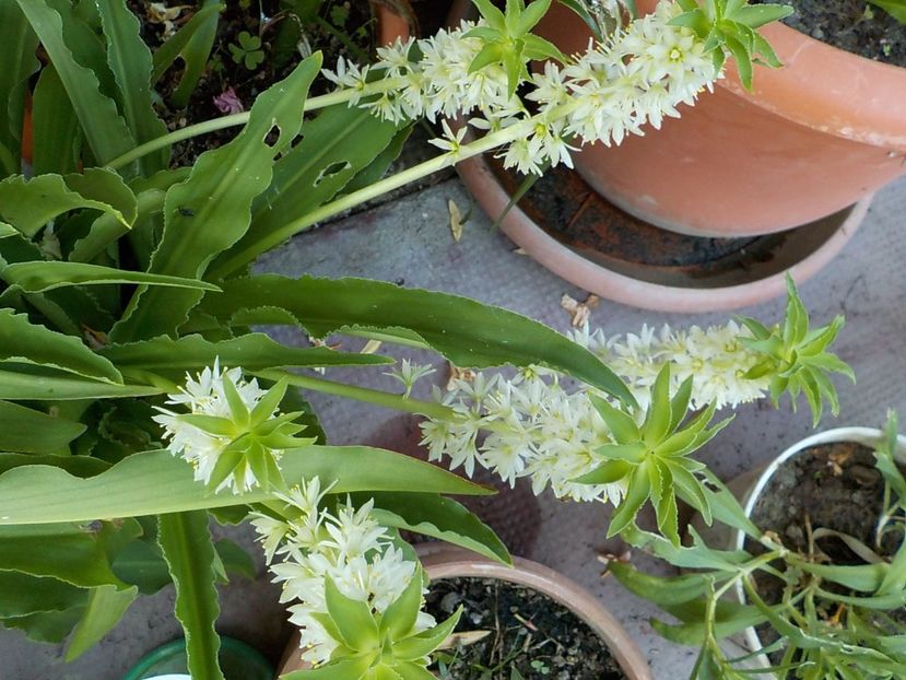  - eucomis