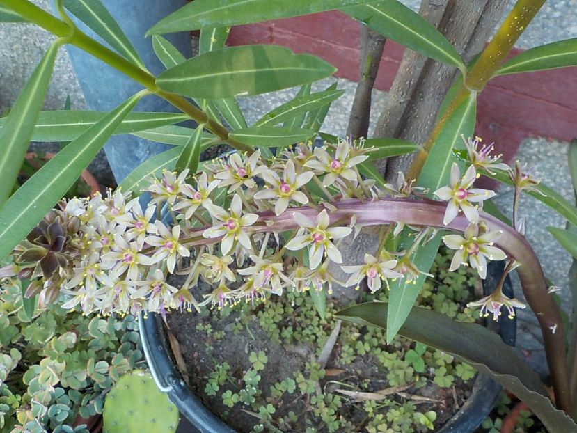  - eucomis