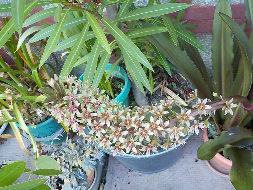  - eucomis