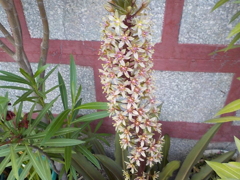  - eucomis