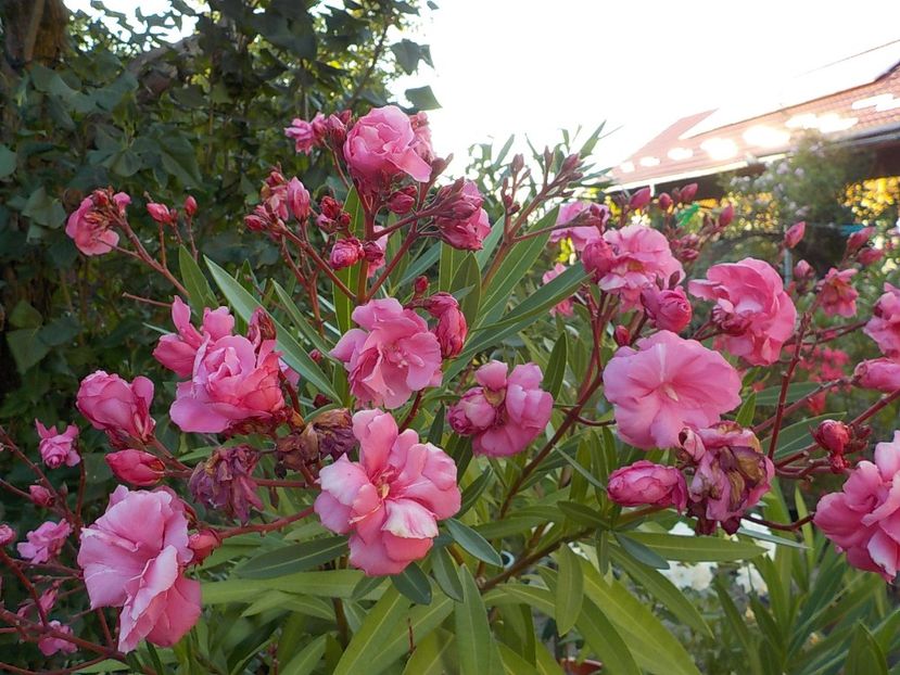  - roseum plenum 21