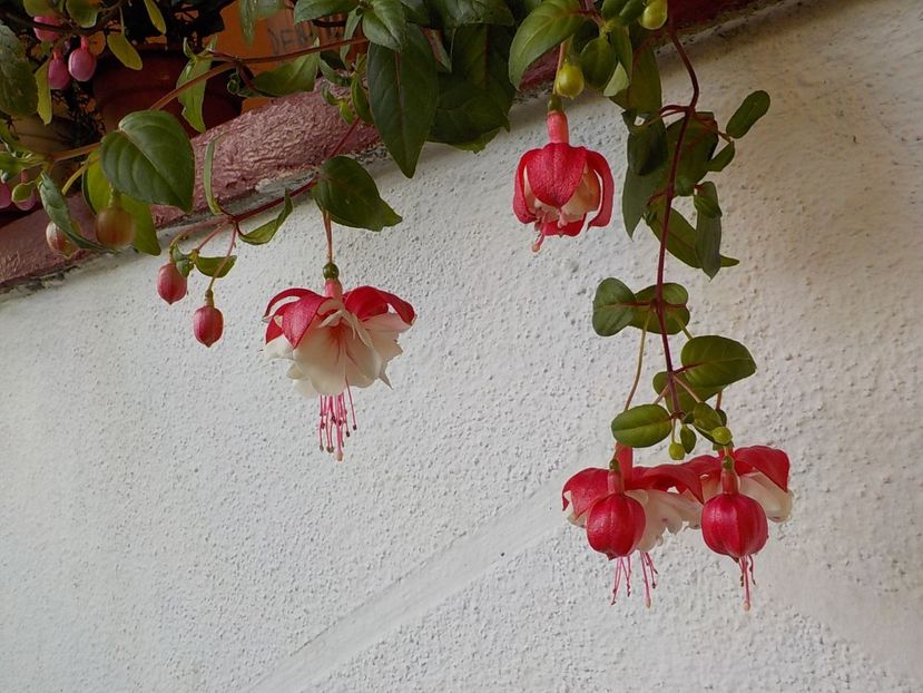  - fuchsii