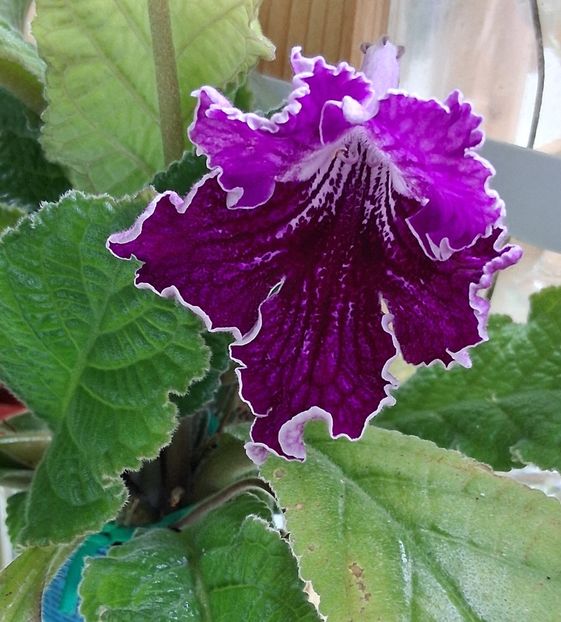  - STREPTOCARPUS