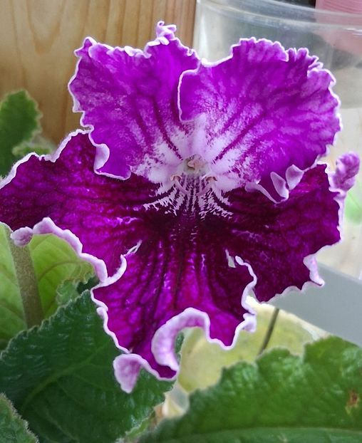  - STREPTOCARPUS