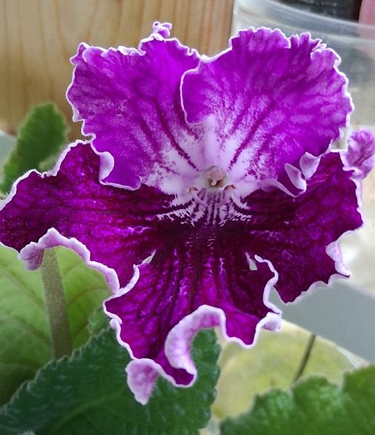  - STREPTOCARPUS
