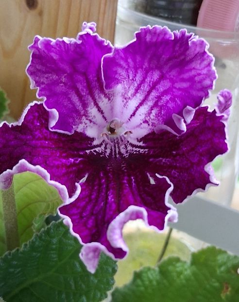  - STREPTOCARPUS