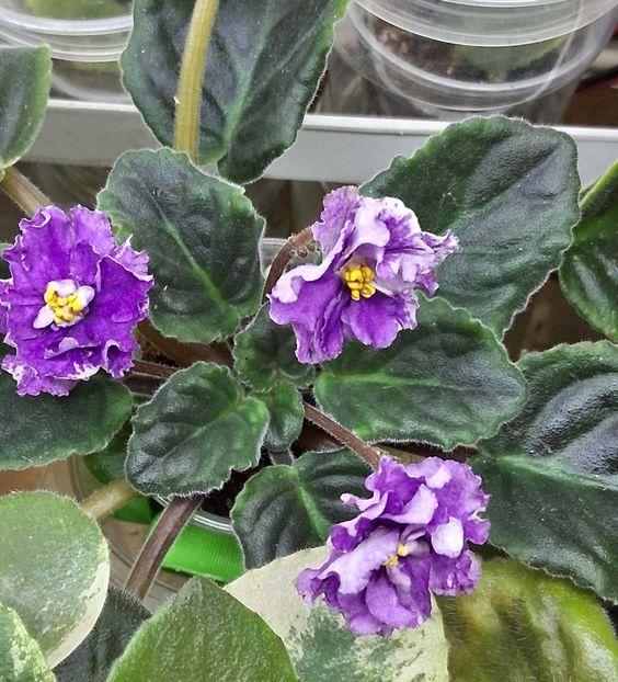  - Ultra Violet Nebula