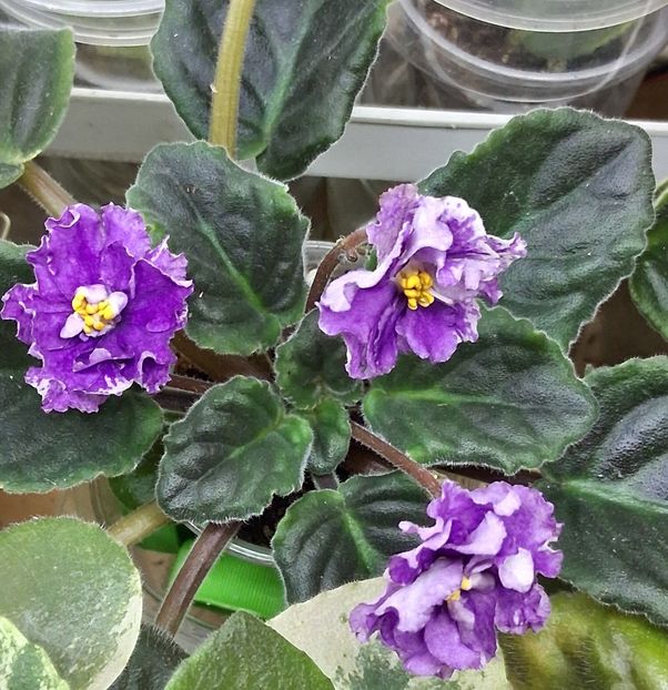  - Ultra Violet Nebula