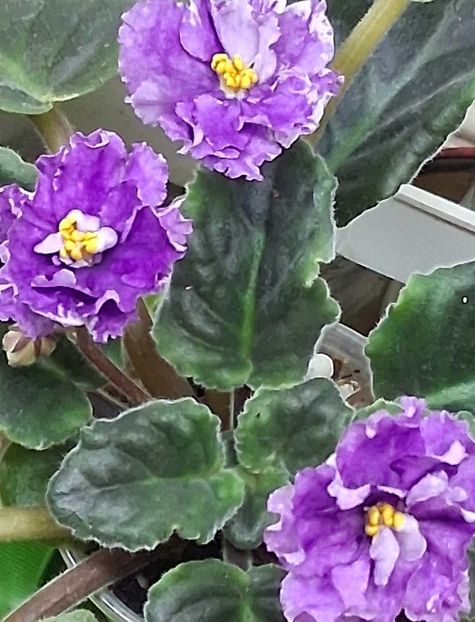  - Ultra Violet Nebula