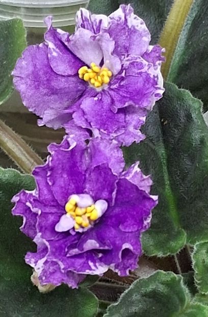  - Ultra Violet Nebula