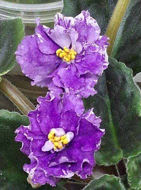  - Ultra Violet Nebula