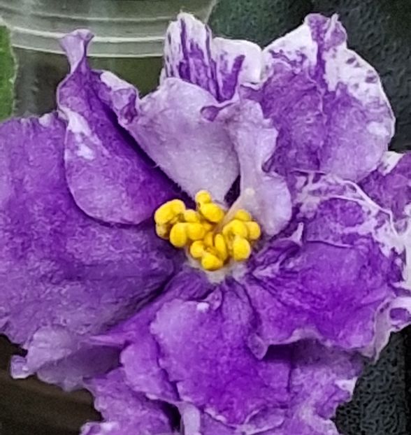  - Ultra Violet Nebula