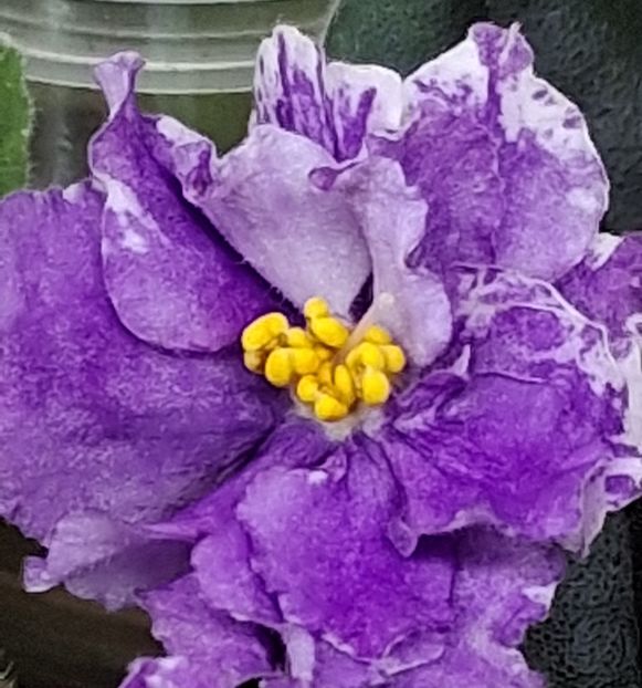 Ultra Violeta Nebula - PORTRETE