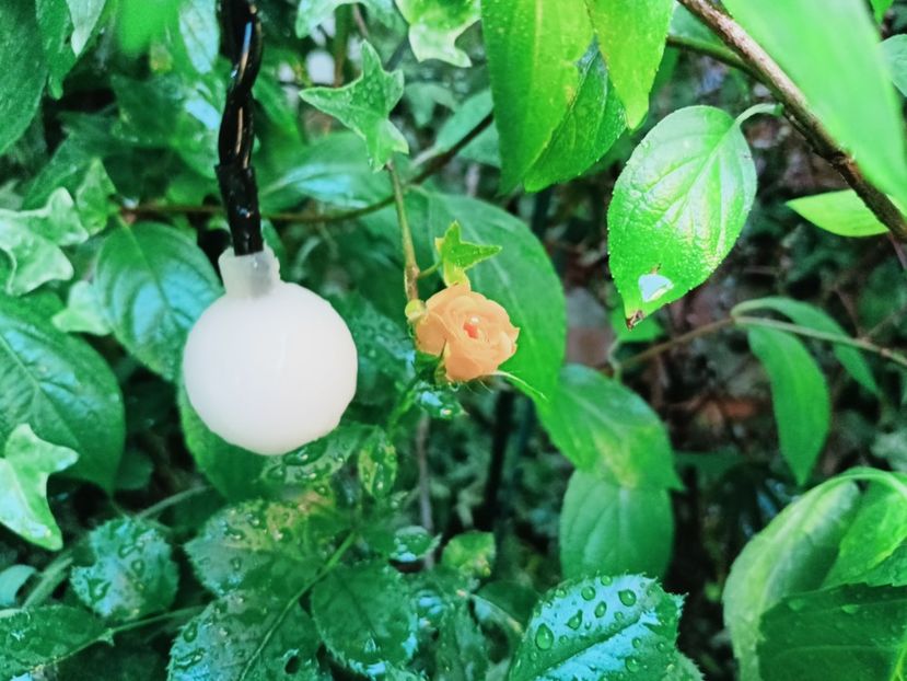 See You in Apricot - Grădina 2025 continuare 4