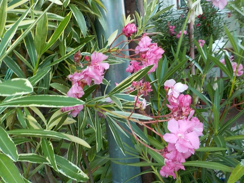  - variegat nr 24