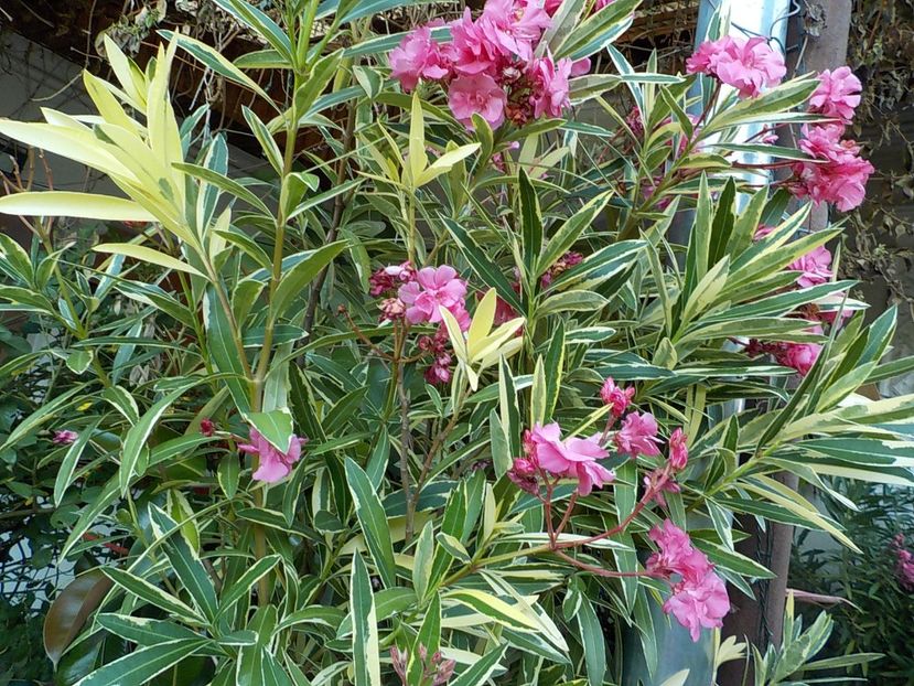  - variegat nr 24