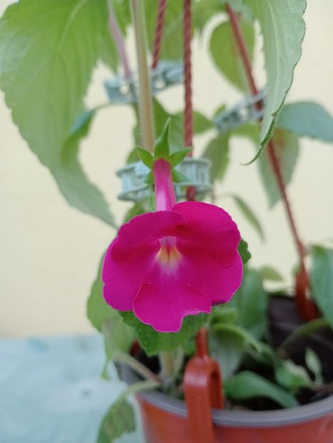 BriDs Hedi - - - - 2025