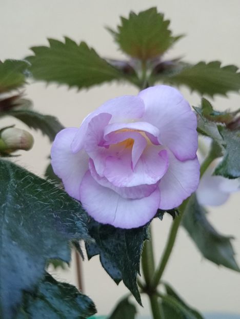  - Ky 14 - BriDs Mica