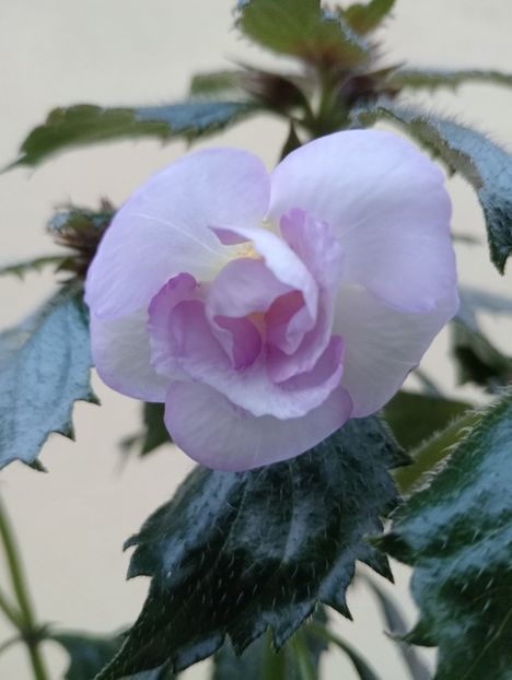  - Ky 14 - BriDs Mica