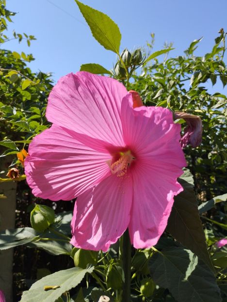  - Hibiscusi mouschetos 2025