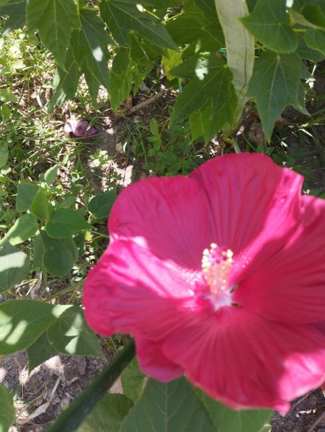  - Hibiscusi mouschetos 2025