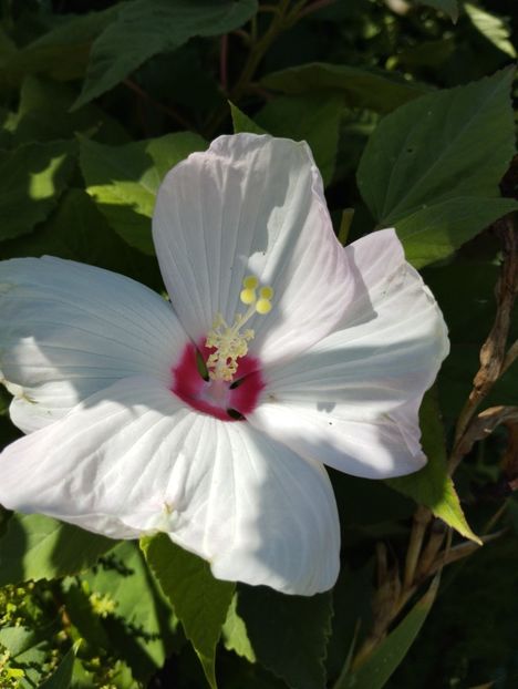  - Hibiscusi mouschetos 2025