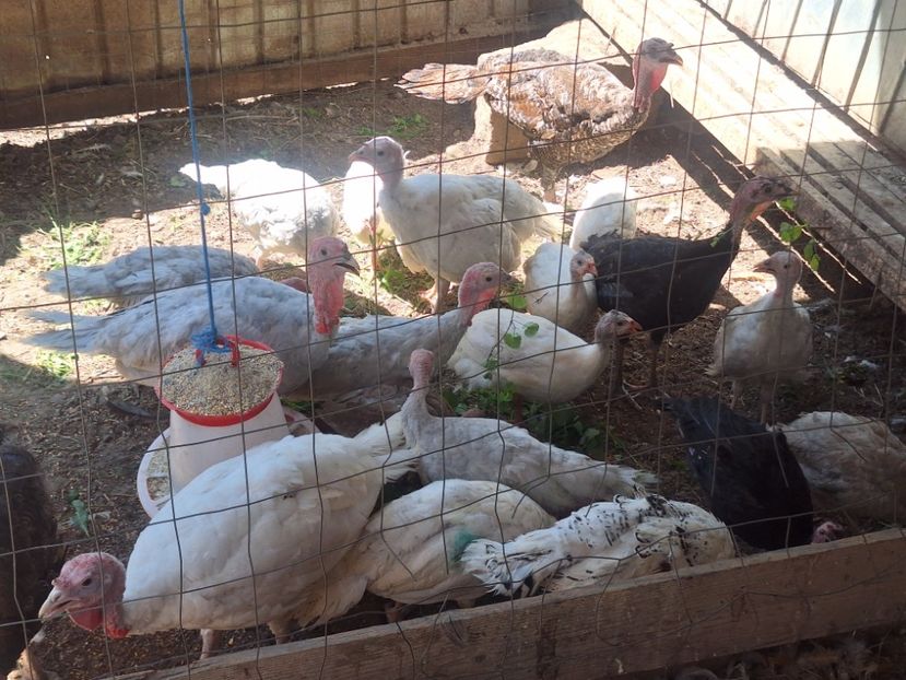  - Pui și tineret 2025