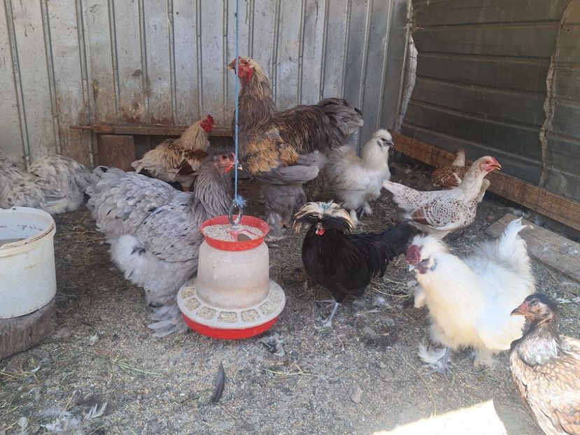  - Pui și tineret 2025