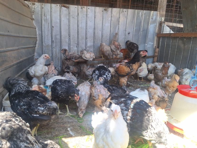  - Pui și tineret 2025