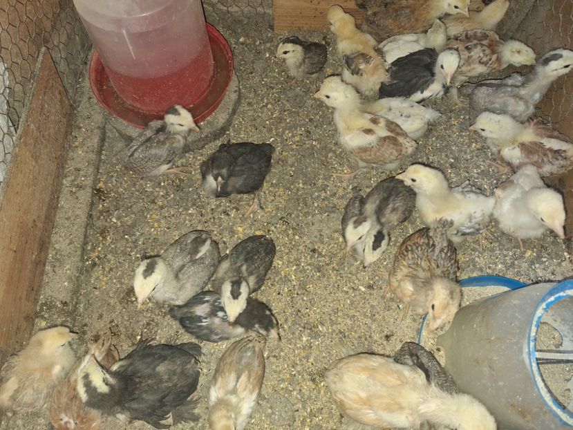  - Pui și tineret 2025