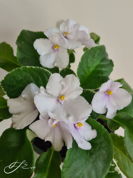  - Senk s Snowy Egret