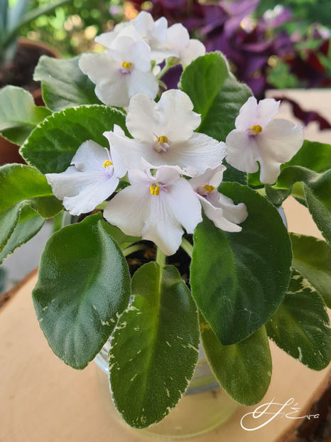  - Senk s Snowy Egret