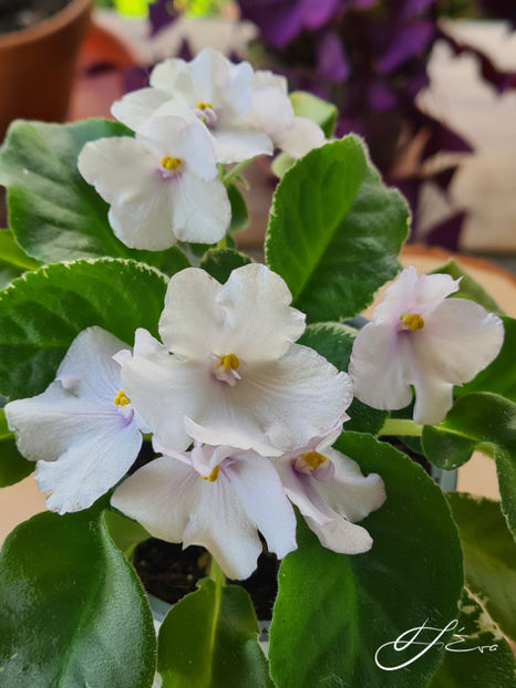  - Senk s Snowy Egret