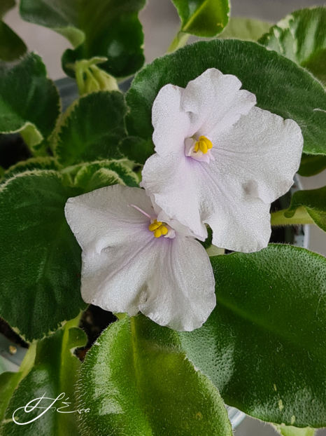  - Senk s Snowy Egret