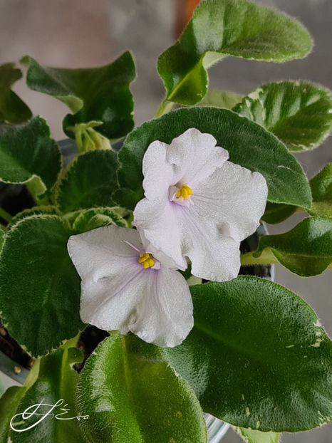  - Senk s Snowy Egret