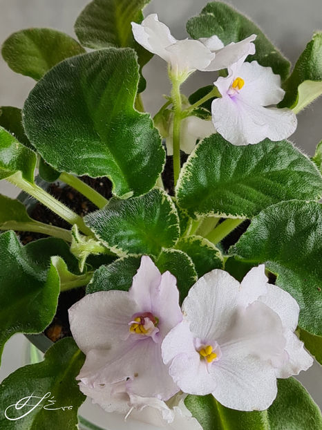  - Senk s Snowy Egret