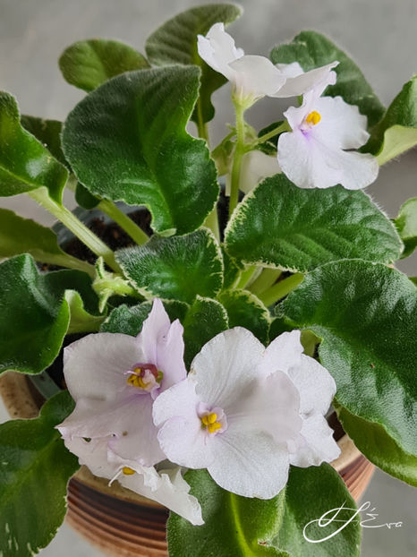  - Senk s Snowy Egret