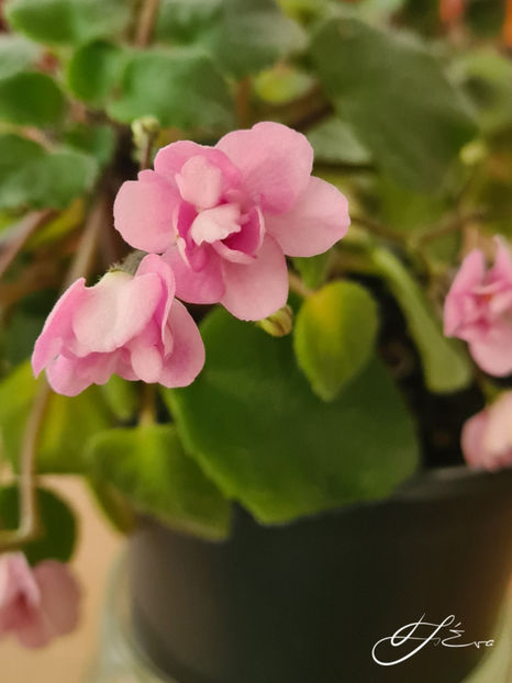  - Taita Safina Agnese trail