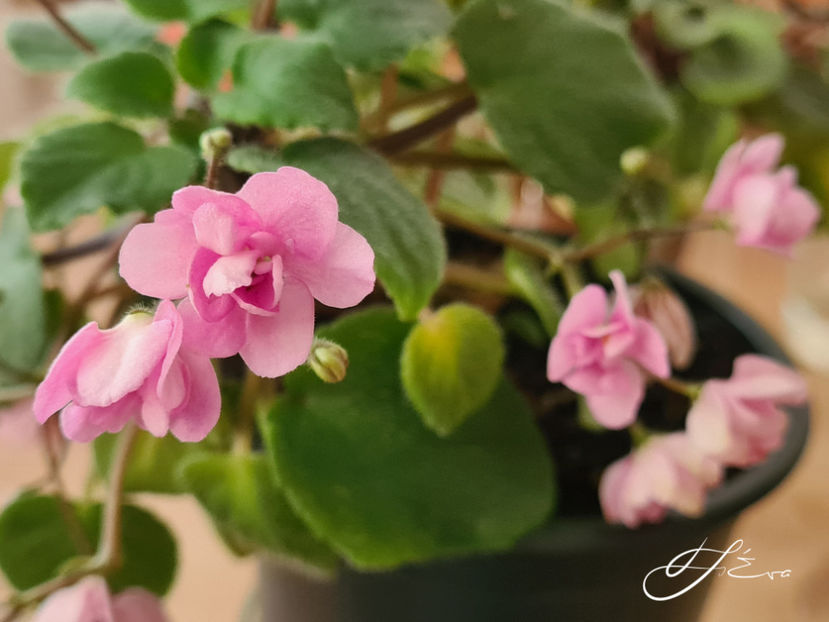  - Taita Safina Agnese trail