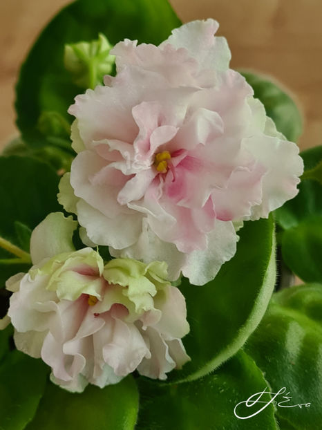  - LF-Kremovyi Desert