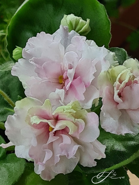  - LF-Kremovyi Desert