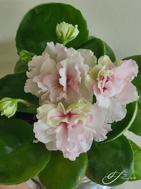  - LF-Kremovyi Desert