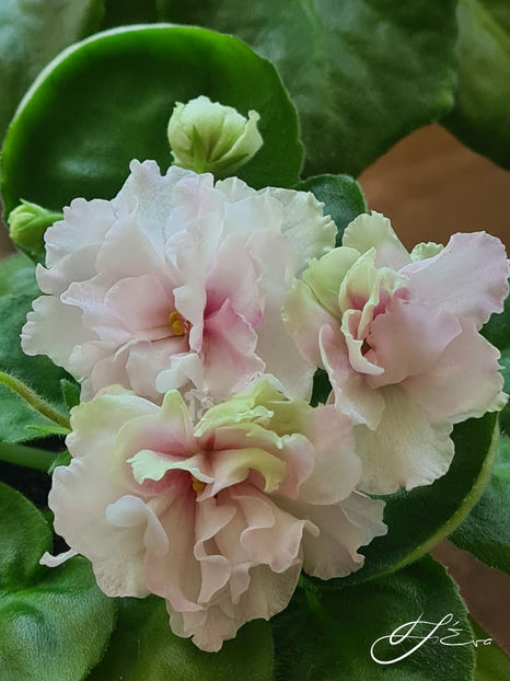  - LF-Kremovyi Desert