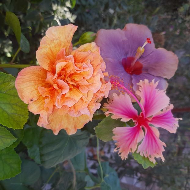 14.08.2025 - HIBISCUSI 2025-3