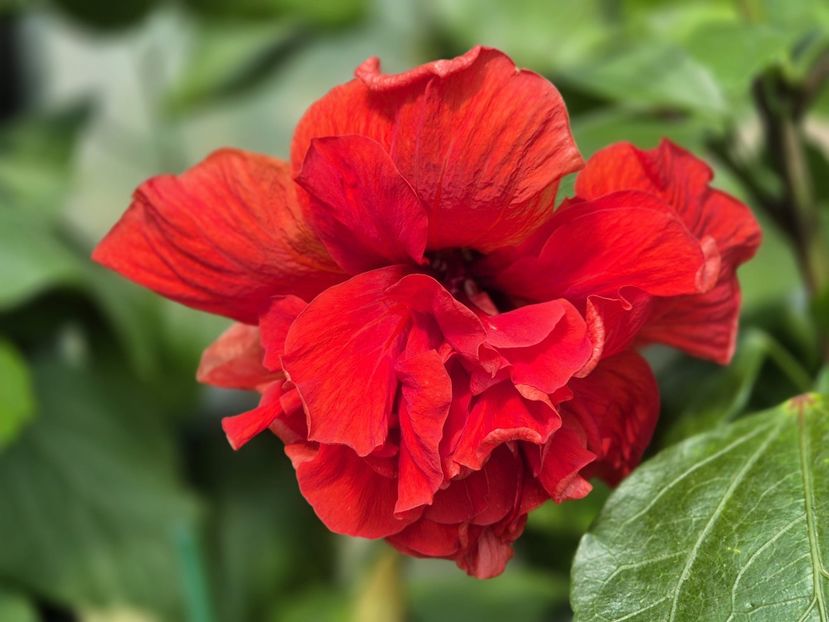 101952c6-0c16-4974-9ba9-77274d226214 - 0006 - Hibiscusi 2025 - 2