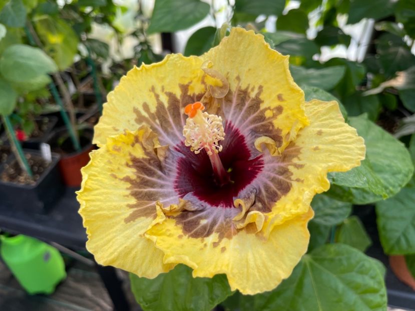  - 0006 - Hibiscusi 2025 - 2