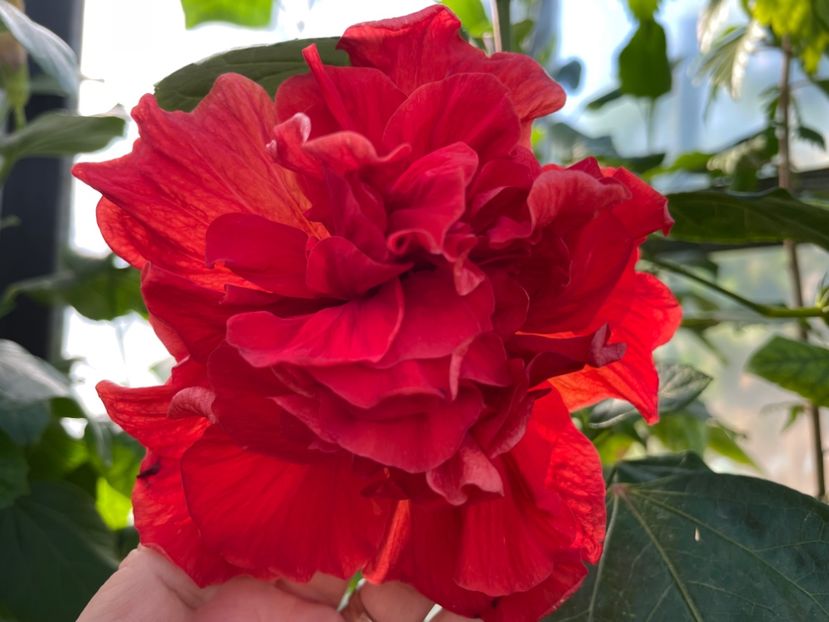  - 0006 - Hibiscusi 2025 - 2